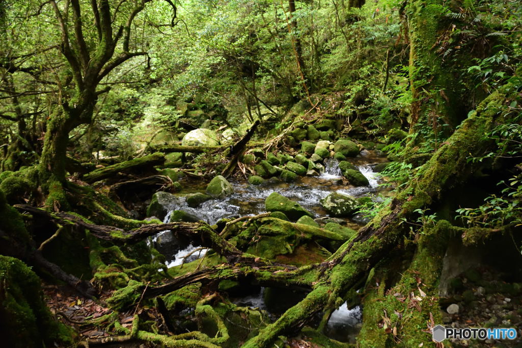 屋久島偏　静けさ