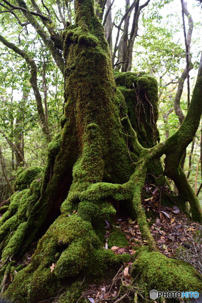 屋久島偏　こけ