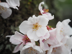 －桜－②