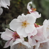－桜－②