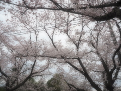 －桜－