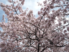 －桜－③