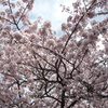 －桜－③