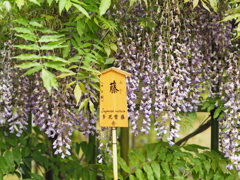 藤の花