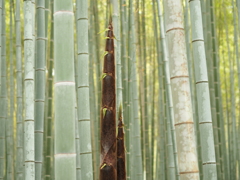 竹林の中で・・・