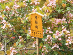 車輪梅