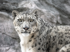 ユキヒョウ