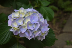 紫陽花