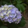 紫陽花