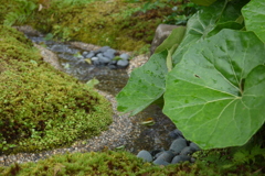 重なる葉