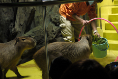 世界最大のネズミ科動物。