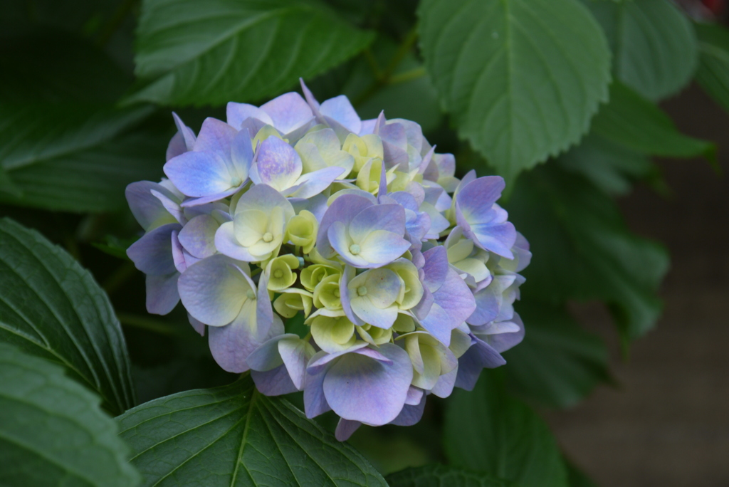 紫陽花