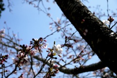 早めの桜。