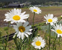 農村