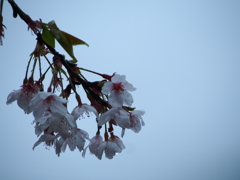 天空のさくら