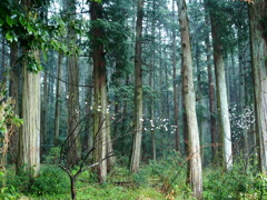 仙人の住む森林