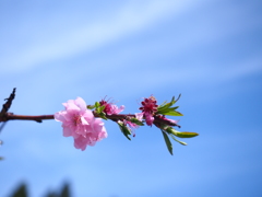 天空の花