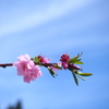 天空の花