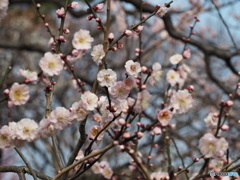 梅の花２