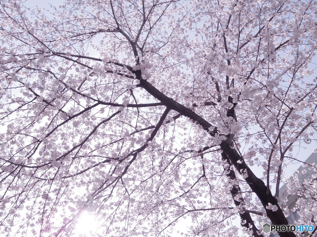見上げる桜