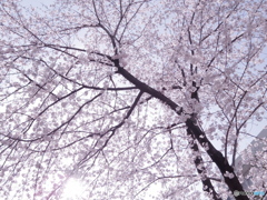 見上げる桜