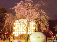 上野公園桜まつり８