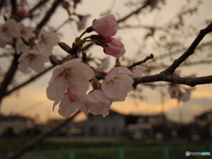 夕暮れ桜
