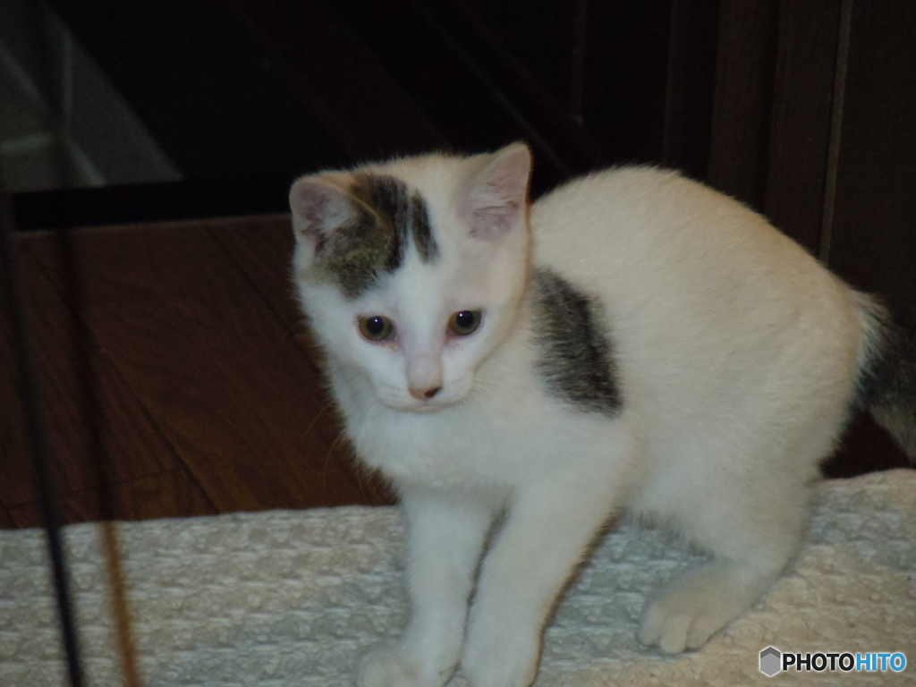 最近くるようになったおちびちゃん