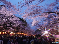 上野公園桜まつり３
