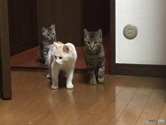 かわいい訪問者