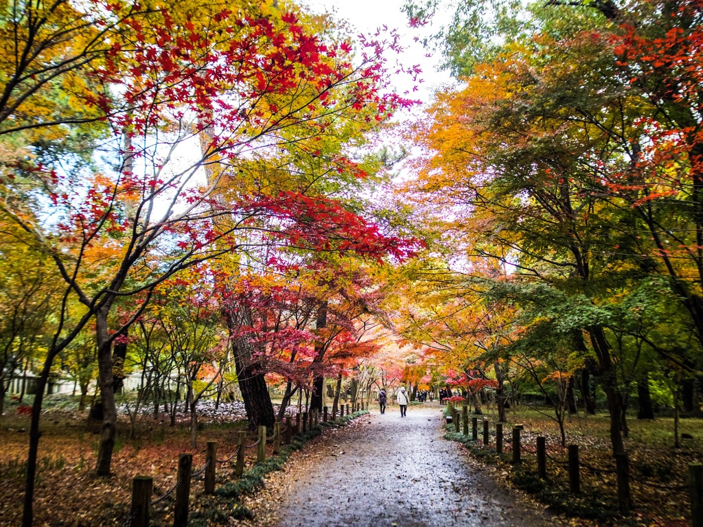 新座市  平林寺より2016秋3