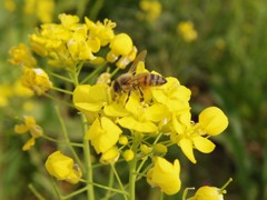 菜の花とミツバチ２