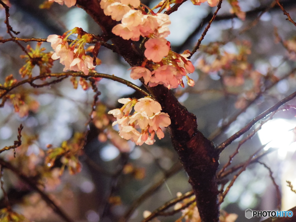 中目黒夜桜3