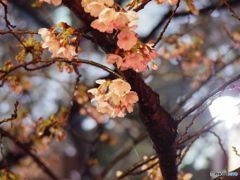 中目黒夜桜3