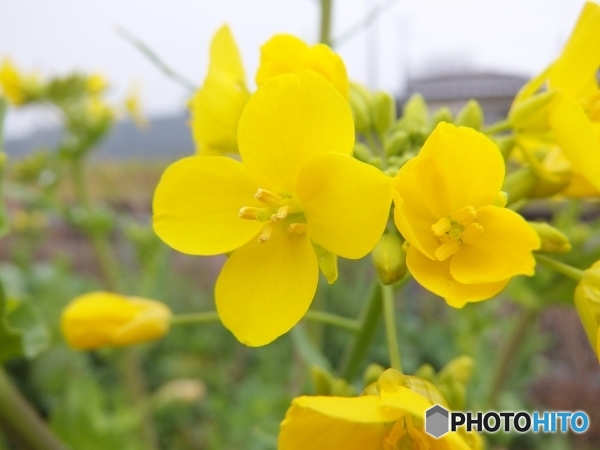 菜の花