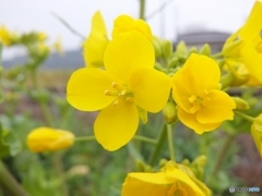 菜の花