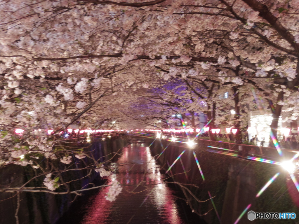中目黒夜桜