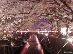 中目黒夜桜
