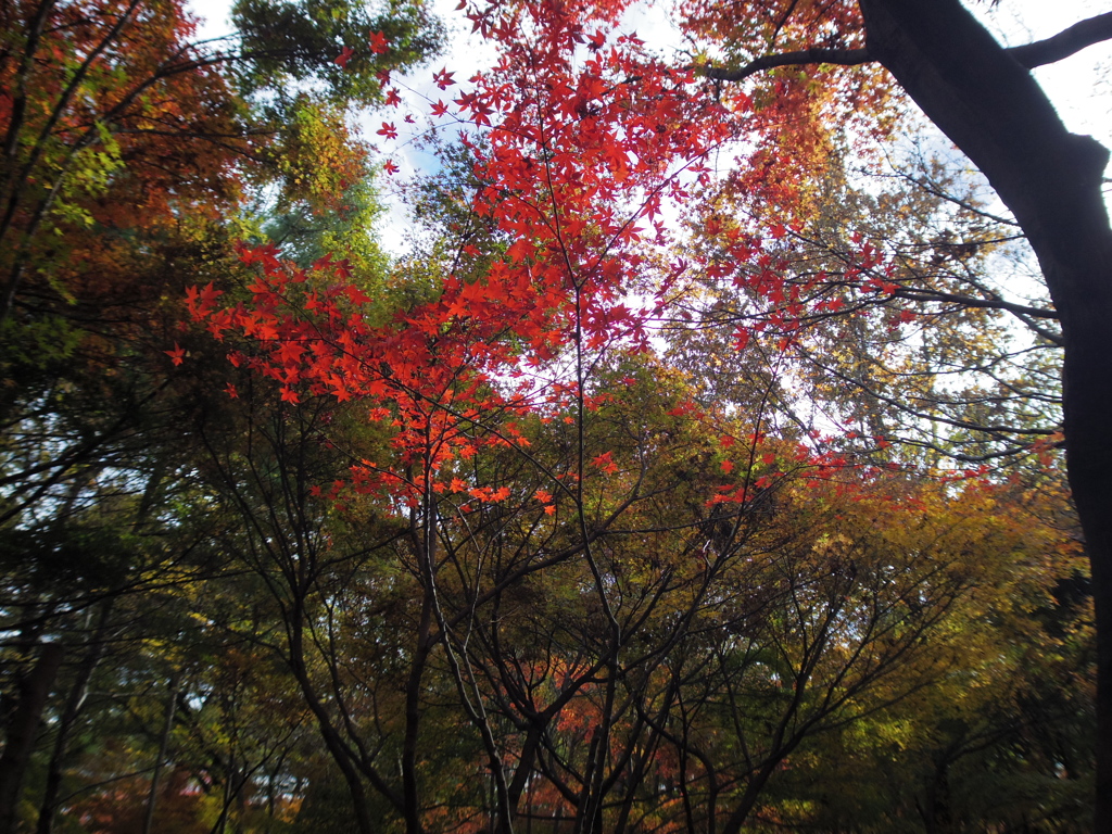 新座市  平林寺より2016秋2