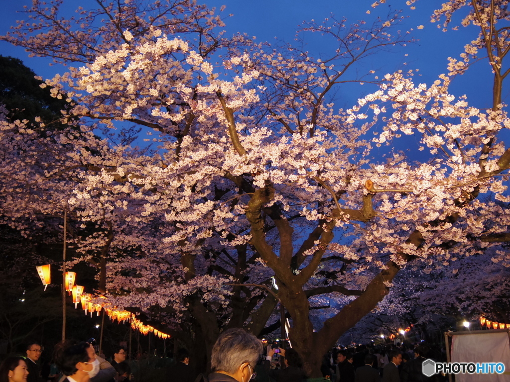 上野公園桜まつり２