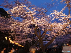 上野公園桜まつり２