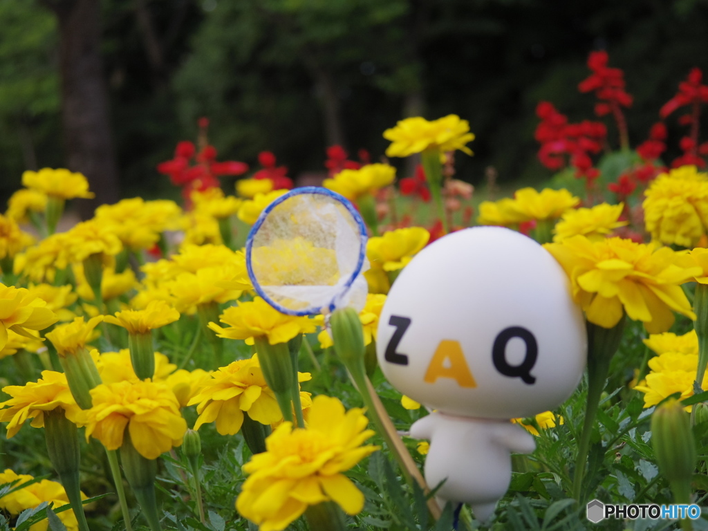 ざっくぅサマーメモリー1