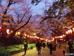 上野公園桜まつり５
