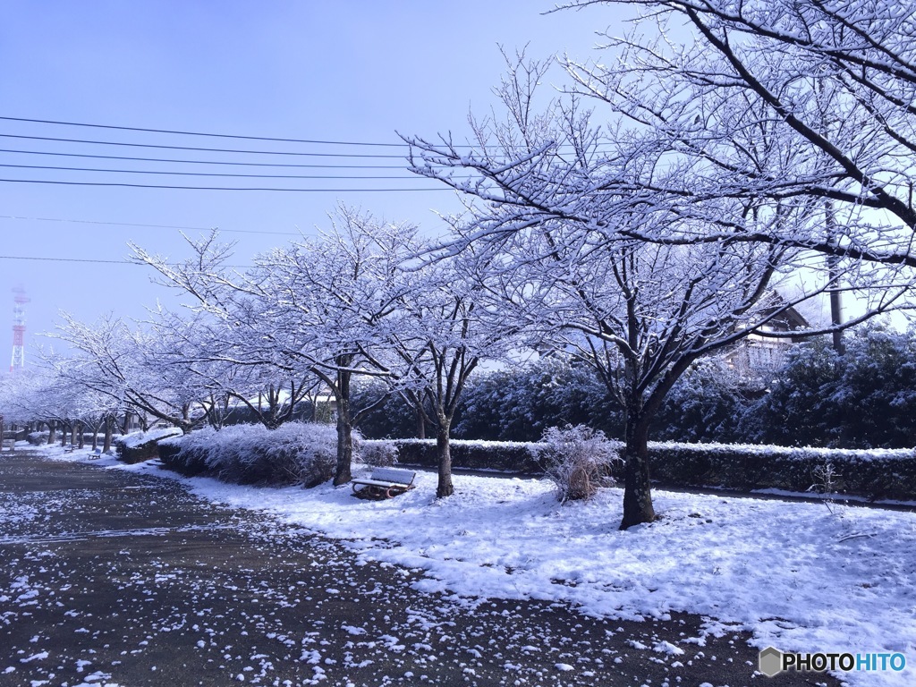 雪桜