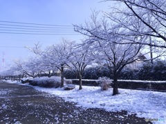 雪桜