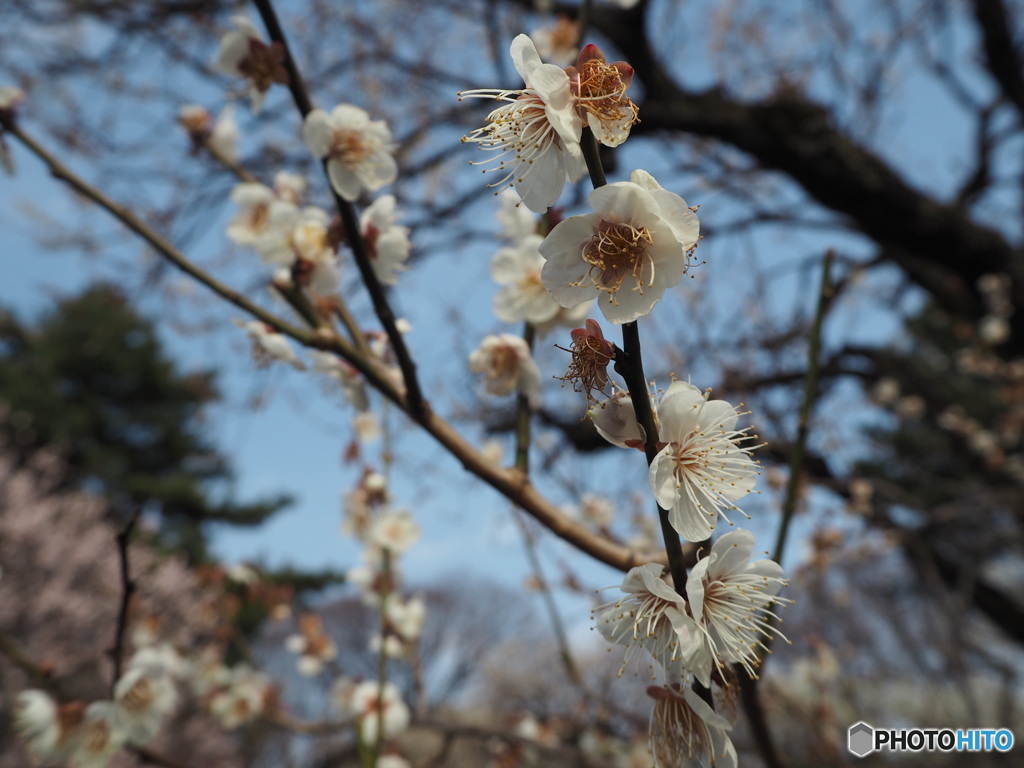 梅の花