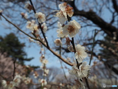 梅の花