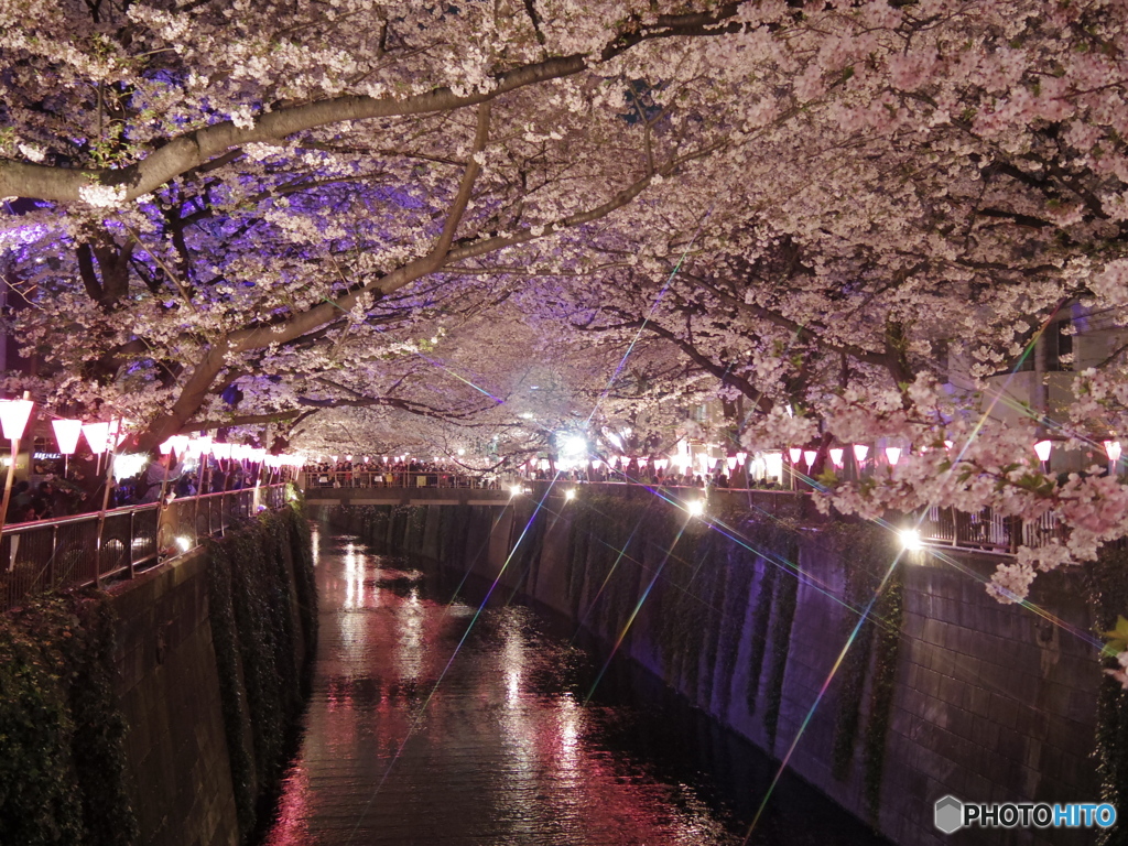 中目黒夜桜