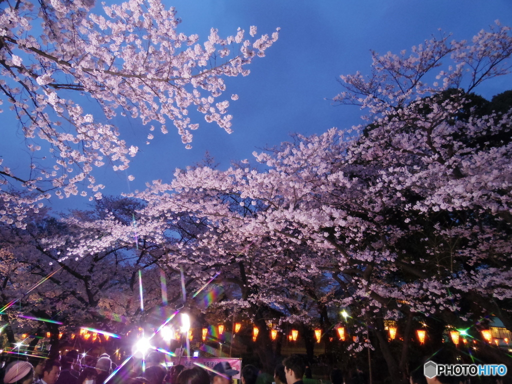 上野公園桜まつり４