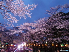 上野公園桜まつり４